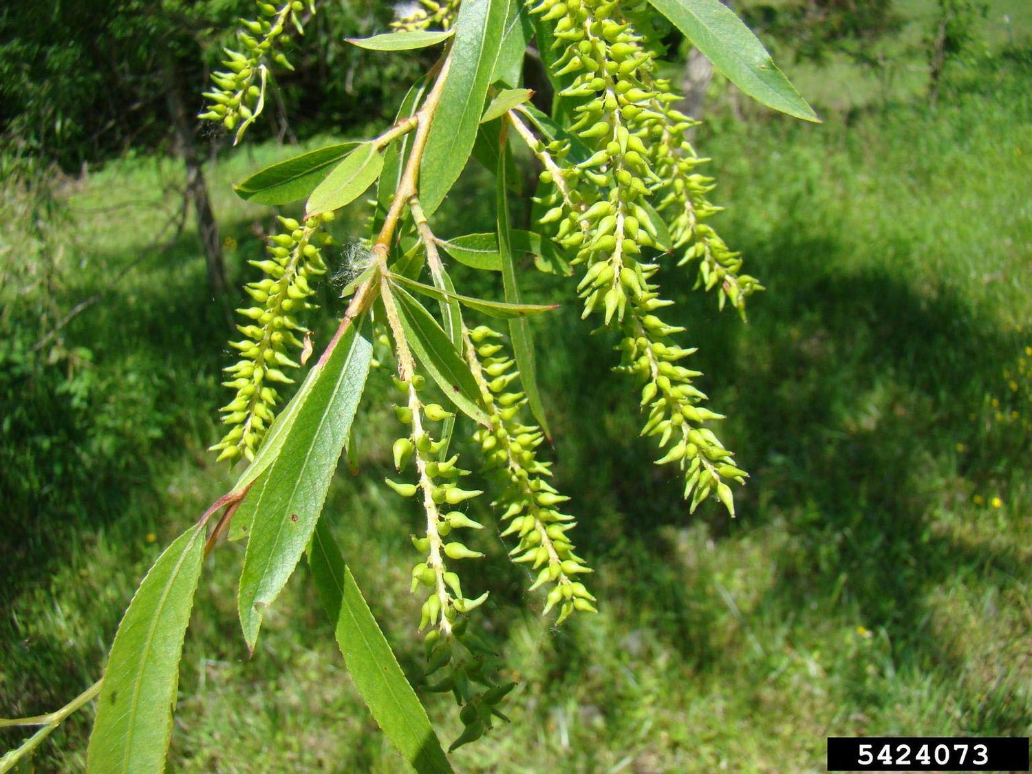 CZ Grain 12 Black Willow Tree Cuttings - Fast Growing Shade and Privacy Trees, Ideal for Beginners and Masters