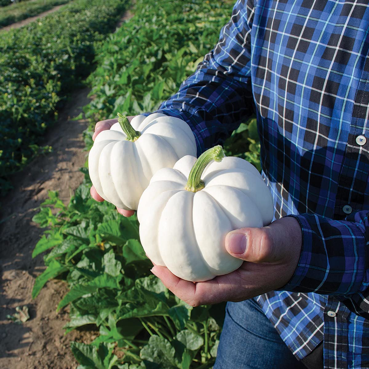 20 Small White Pumpkin Casperita Seeds for Planting - Excellent for Decor - Non GMO Garden Seeds