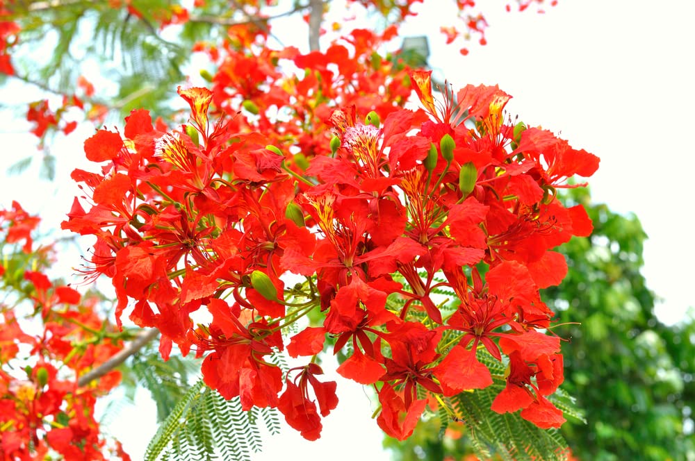 20 Seeds Delonix regia - Royal Poinciana Flamboyant Flame Tree