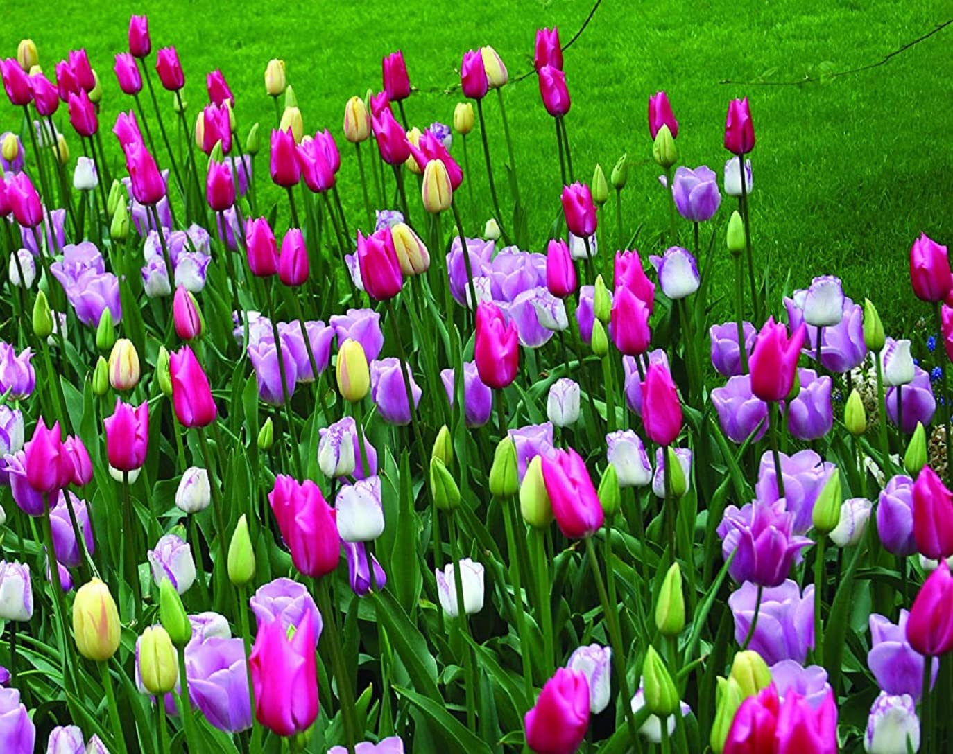 100 Pre Chilled Tulip Bulbs for Forcing - Grow Indoors in Just Water - Mixed Color - Easy to Grow - Vase Not Included - Made in USA, Ships from Iowa