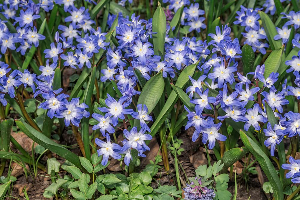 Glory of The Snow Flower Bulbs - Early Spring Bloomers- 10 Bulbs - chionodoxa Luciliae