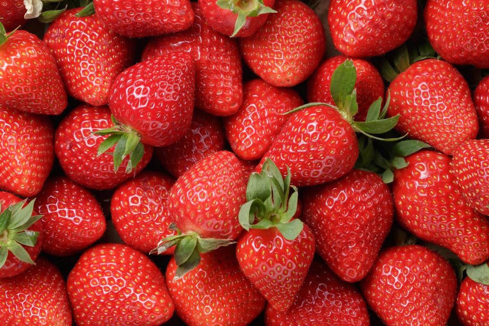 12 Ozark Beauy Strawberry Plants to Grow - Iconic Strawberry Variety - Bare Root Plants