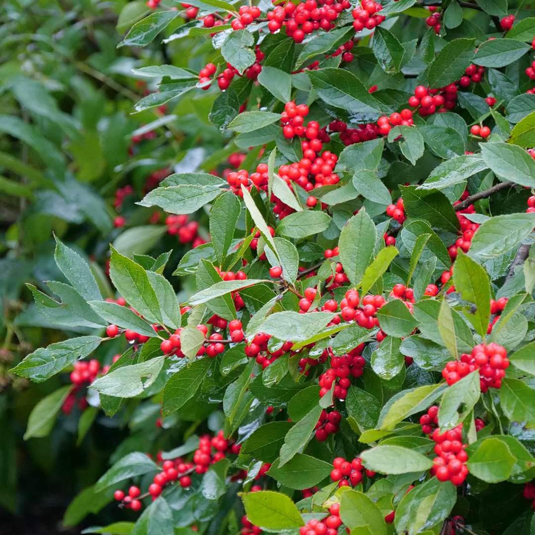 Winterberry (Ilex verticillata) 250mg (40 Seeds) for Planting, Open Pollinated, Heirloom, Non-GMO, Celastrales, Aquifoliaceae - Holly Family, Michigan Holly. Christmas Berry.