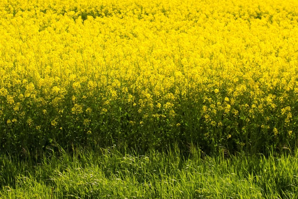 Yellow Mustard Seeds for Planting - Grow Mustard Herb Plants