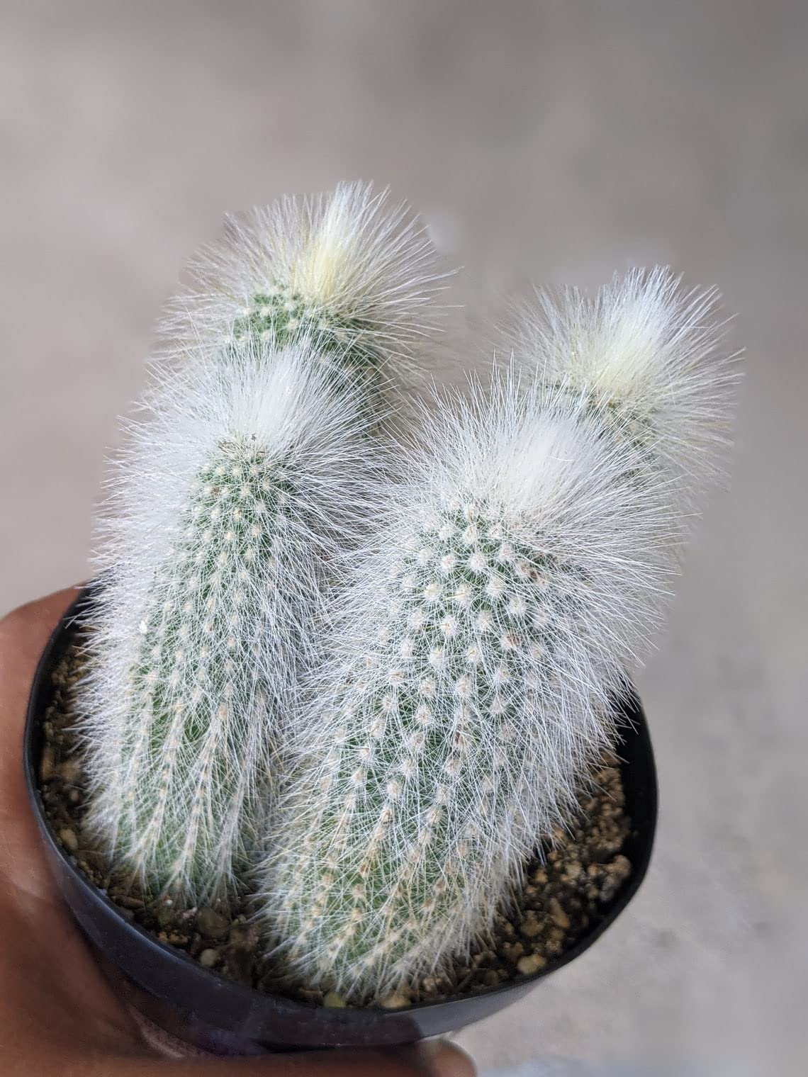 50 Silver Torch Cactus Seeds - Cleistocactus strausii Cacti Seeds - Ships from Iowa, USA - Grow Exotic Succulent Cacti Bonsai