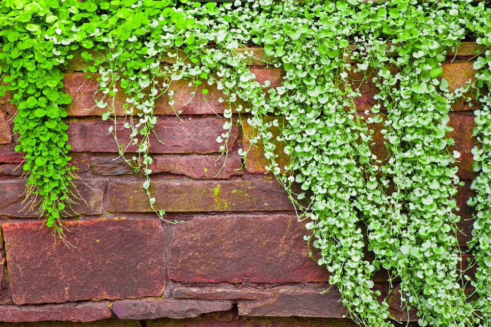 Emerald Falls Dichondra Seeds for Planting (10 Seeds) - Stunning Weeping Plant, Hanging Basket or Ground Cover