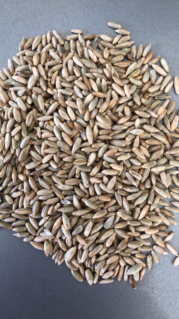 10 lb Winter Wheat Seeds, Food Plot Seed, Turkey, Deer, Garden Seeds