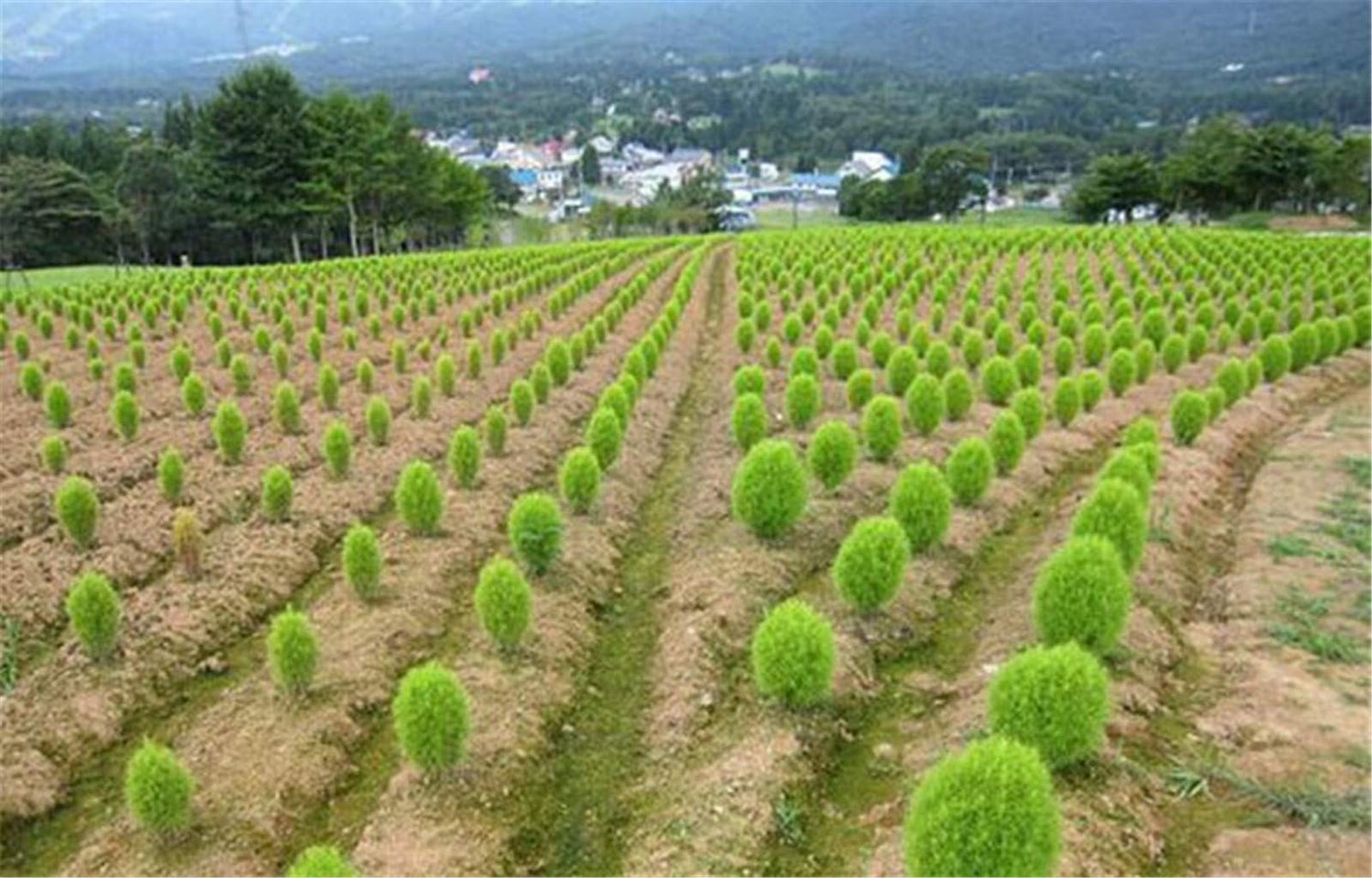 200 Green Kochia Scoparia/Burning Bush/Mexican Fireweed Shrub Seeds