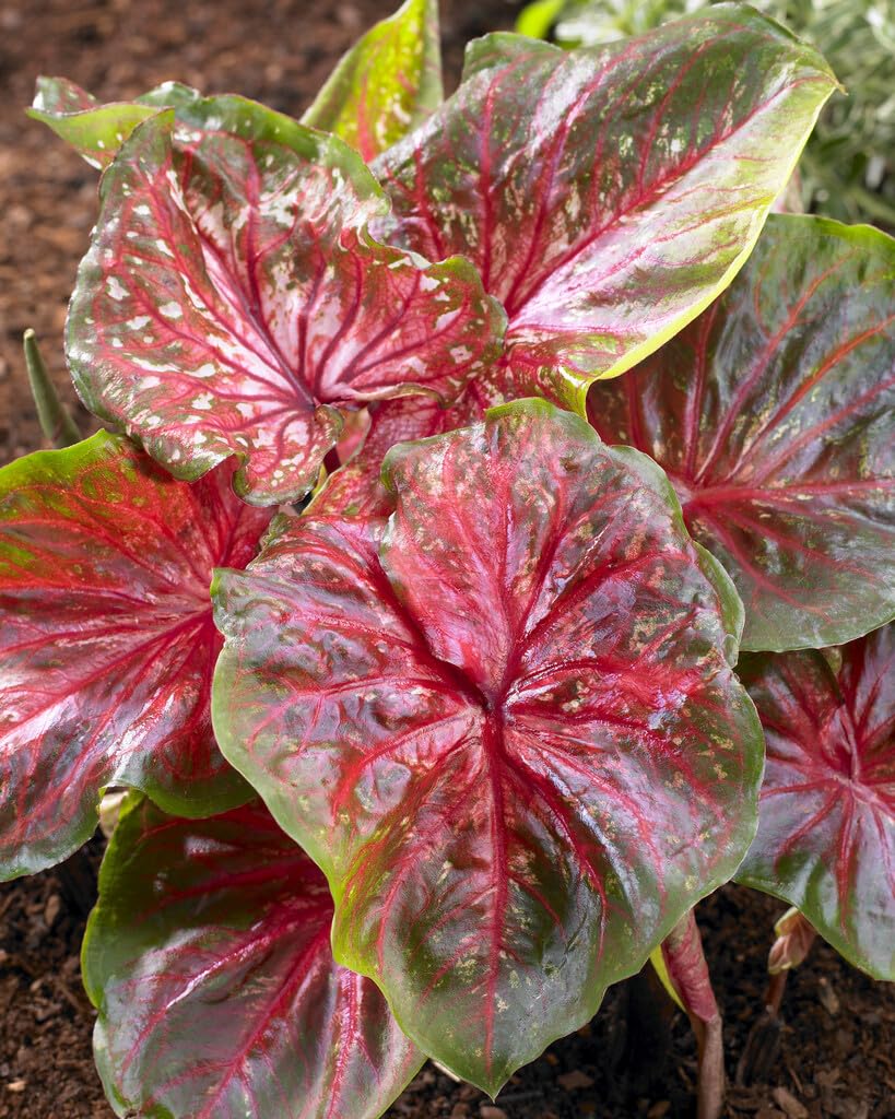 Wildfire Caladium Bulbs for Planting - Perennial Hosta, Elephant Ears, Fancy