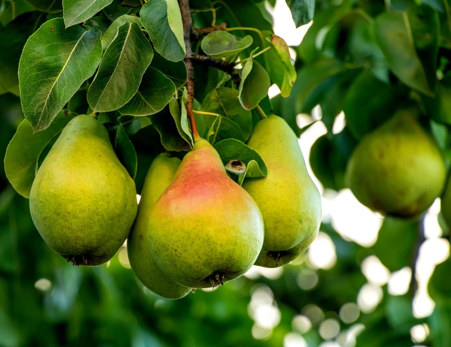 Pear Tree Seeds -20 Seeds - Grow Fresh Pears - Made in USA. Ships from Iowa