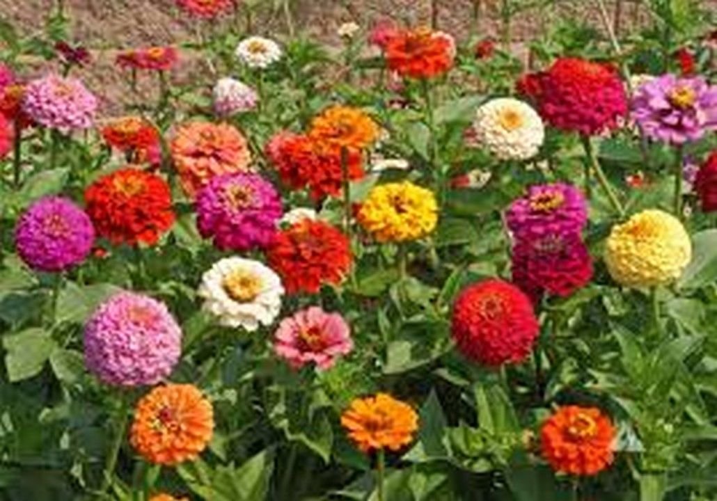 Zinnia- Cut and Come Again- 100 Seeds