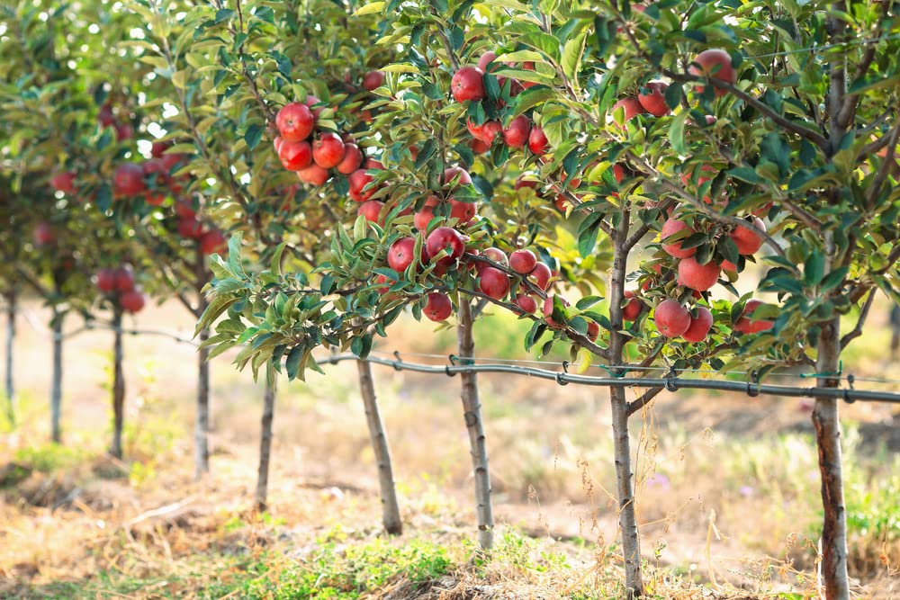 Apple Tree Seeds for Planting - 30 Seeds - Malus pumila, Common Apple Tree