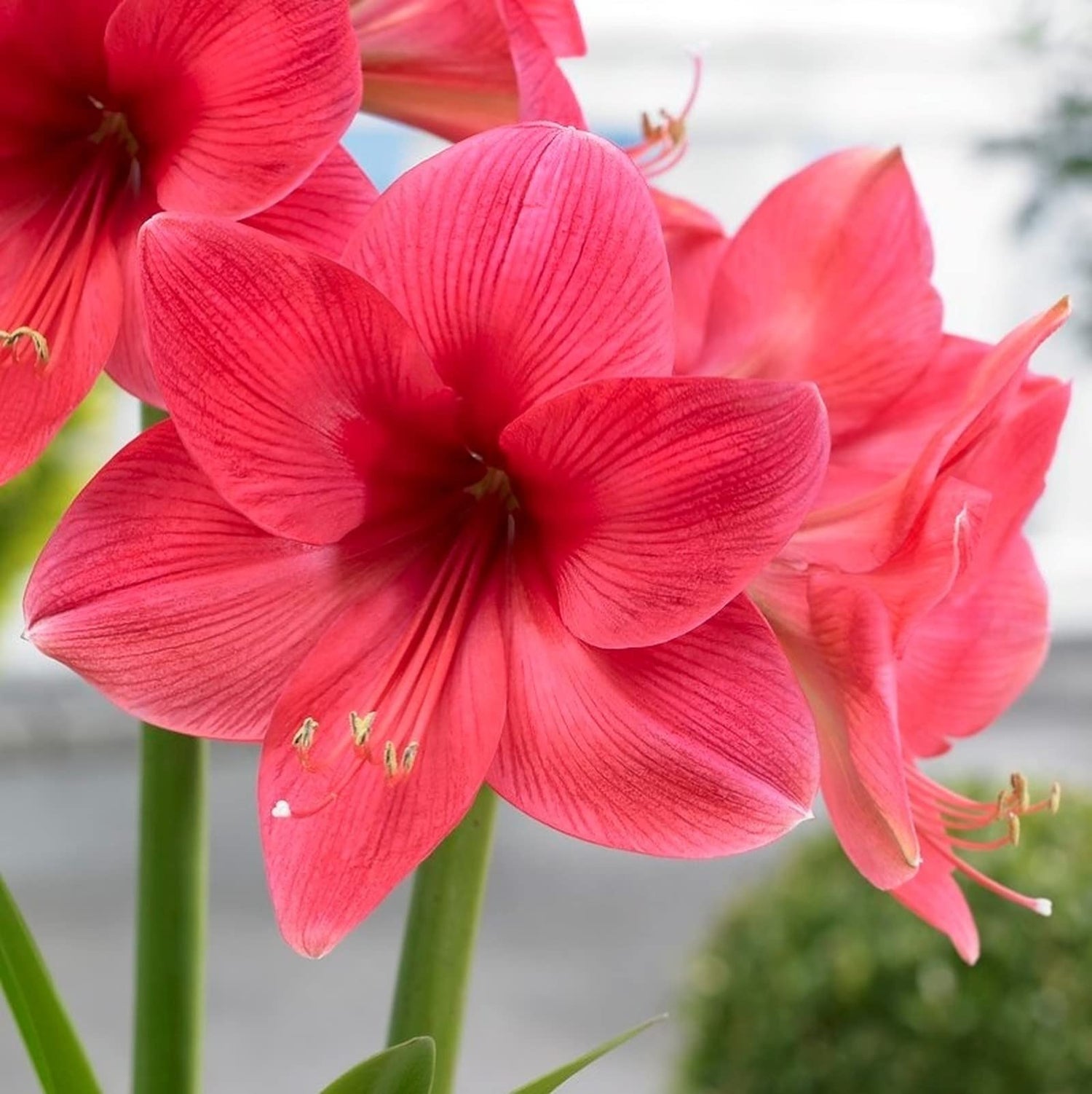 Pink Amaryllis Bulb Kit with Pot Gift, Amaryllis Growing Kit, Large Flower Bulb Hippeastrum Prepotted