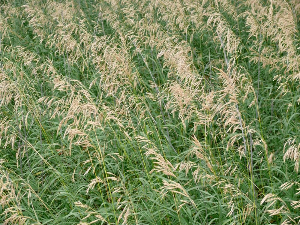 Smooth Brome Grass Seeds for Planting - Easy to Grow Bromegrass