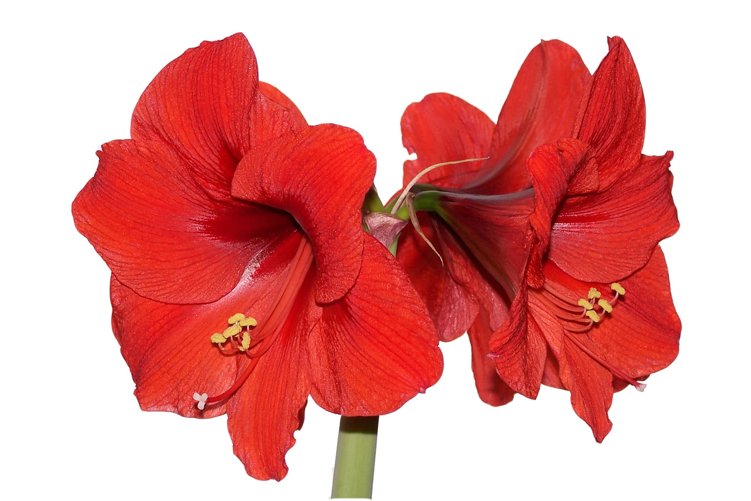 Amaryllis Bulbs for Planting - Top Size Bulbs - Grow Amazing Amaryllis Flowers