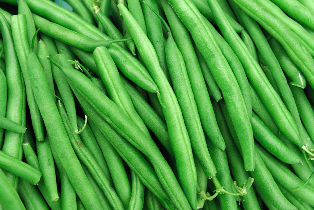 String Bean Bush Blue Lake | 50+ Seeds + | Non-GMO, Heirloom Seeds, Grow Your Own Food | Vegetable Seeds for Planting