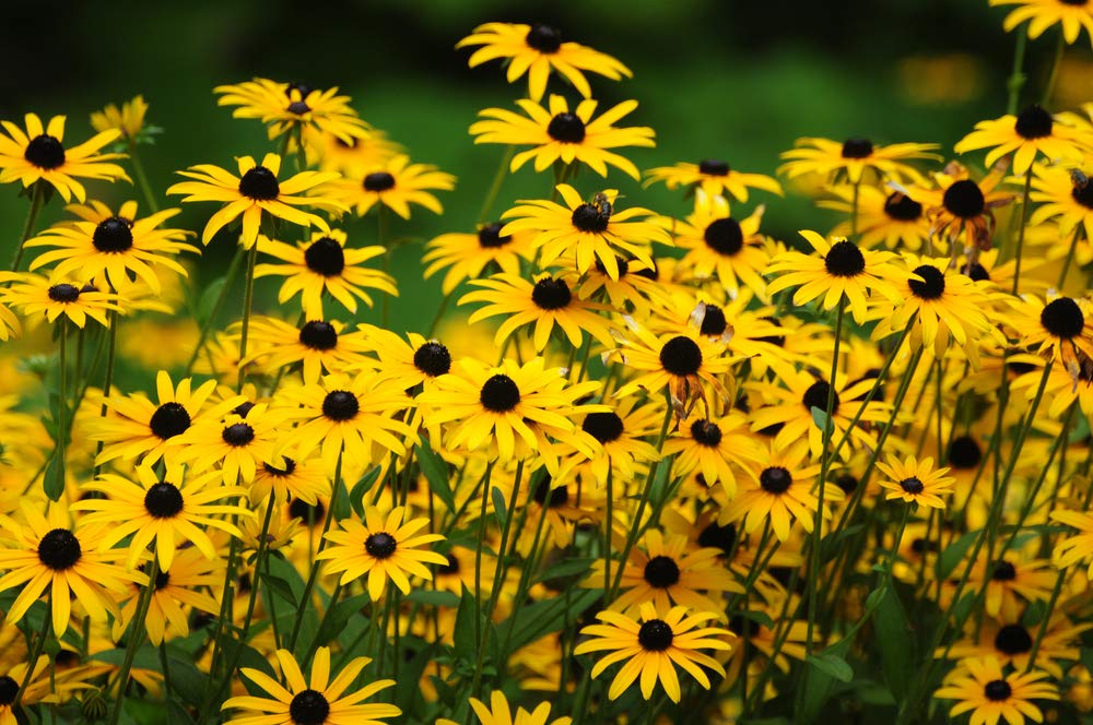 500+ Black Eyed Susan Flower Seeds - Beautiful Perennial Flower - Made in USA, Ships from Iowa.