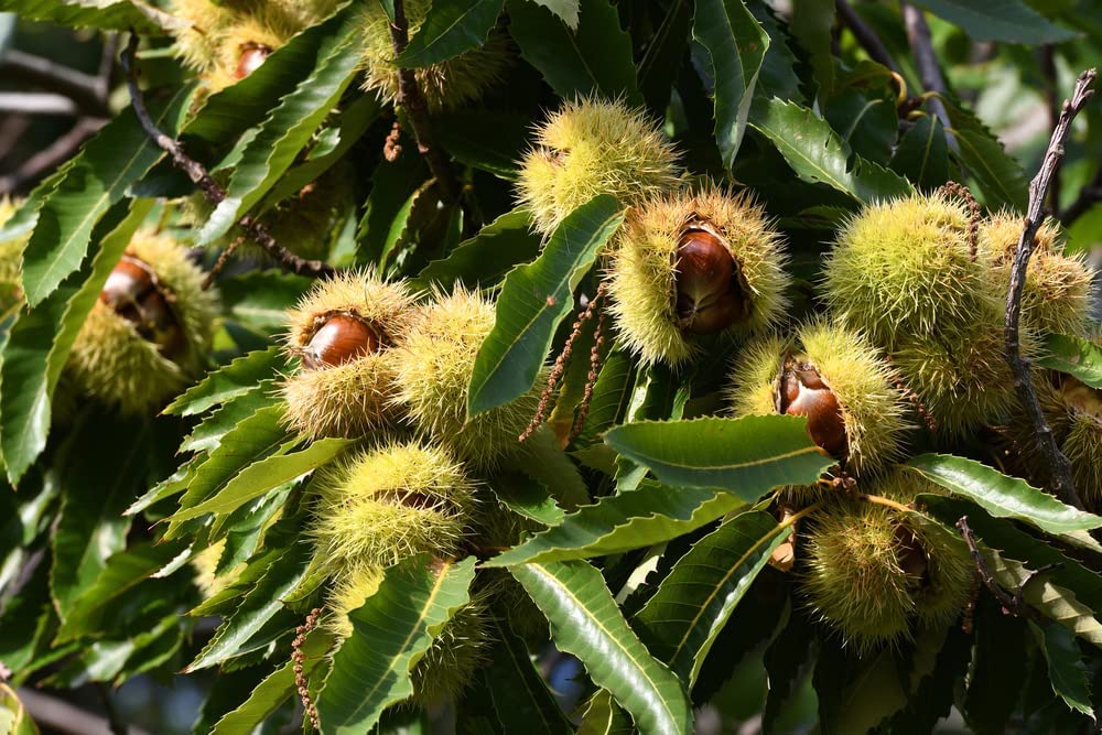 Hybrid Chestnut Tree Seeds for Planting - Best Chestnut Trees for Whitetail Deer - Castanea dentata x mollisima