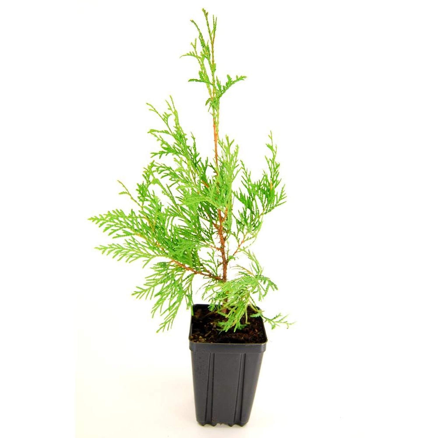 American Arborvitae 50 Seeds - Thuja Occidentalis Tree Seeds, White Cedar Seeds, Thuja Green Giant Arborvitae Bush Seeds for Planting, Dwarf Arborvitae Evergreen Hedge Seeds