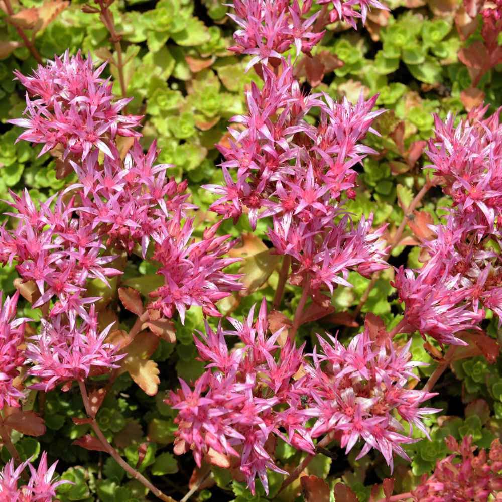 Purple Carpet Sedum Seeds for Planting (500 Seeds) - Spurium Coccineum Purple Carpet