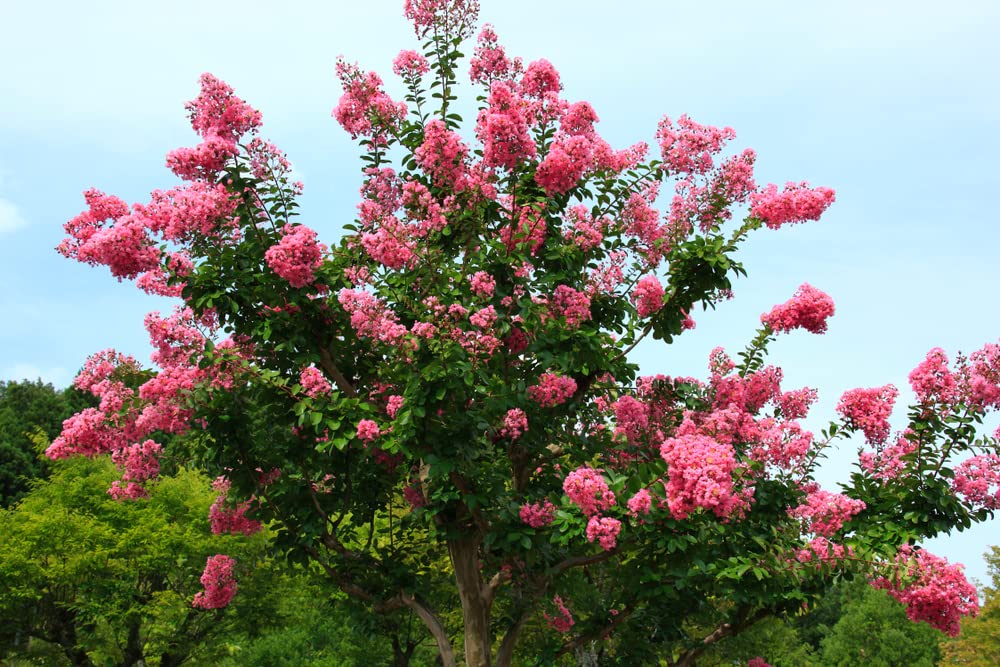 Crape Myrtle Bonsai Tree Seeds - 50 Seeds - Beautiful Flowering Tree - Crape Myrtle