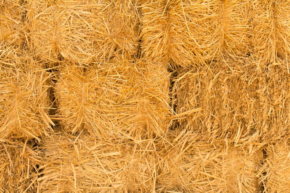 1/2 Pound Natural Wheat Straw for Animal Bedding, Garden Mulch, Compost & Fertilizer, and Grass Cover