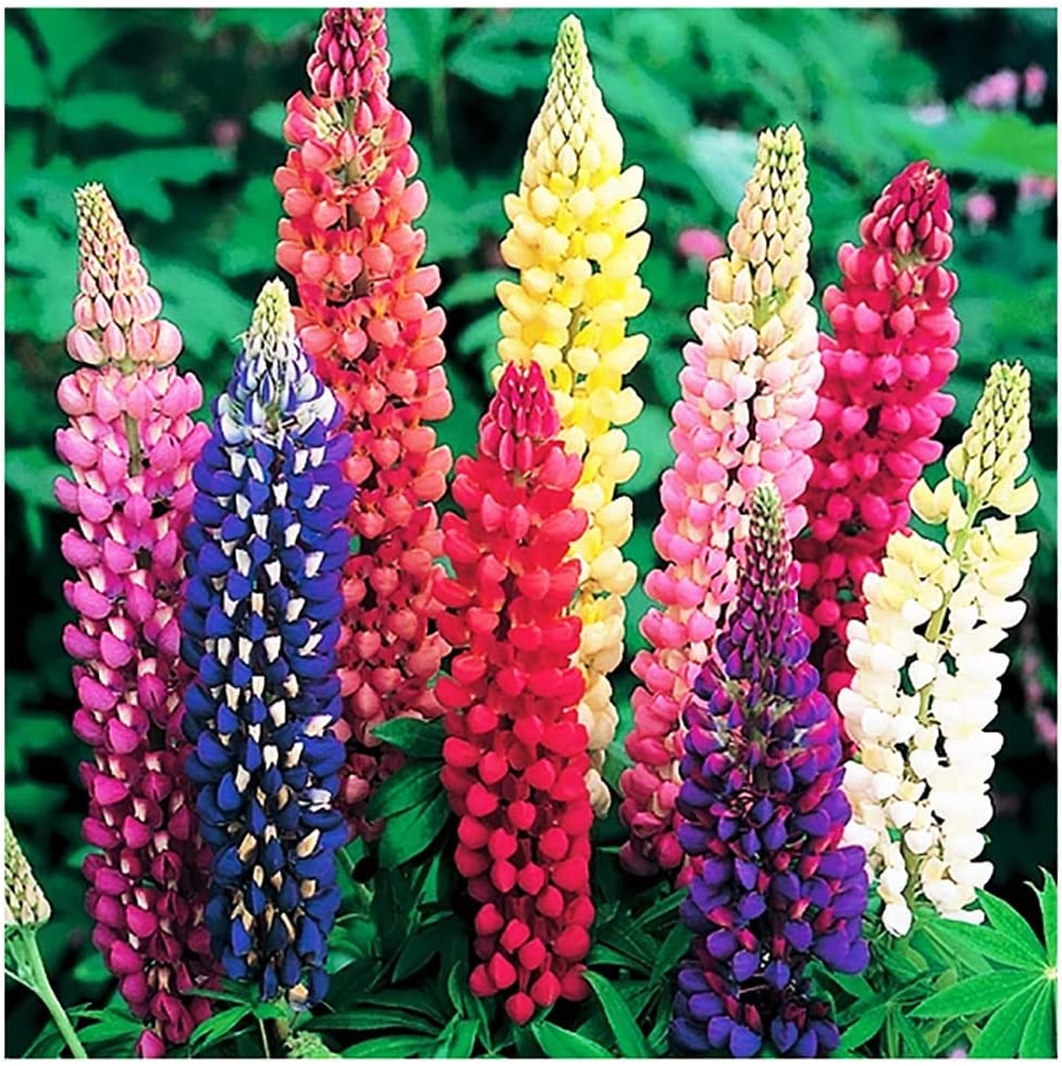 25 Russell Lupine Mixed Seeds - Colorful Perennial Wildflowers