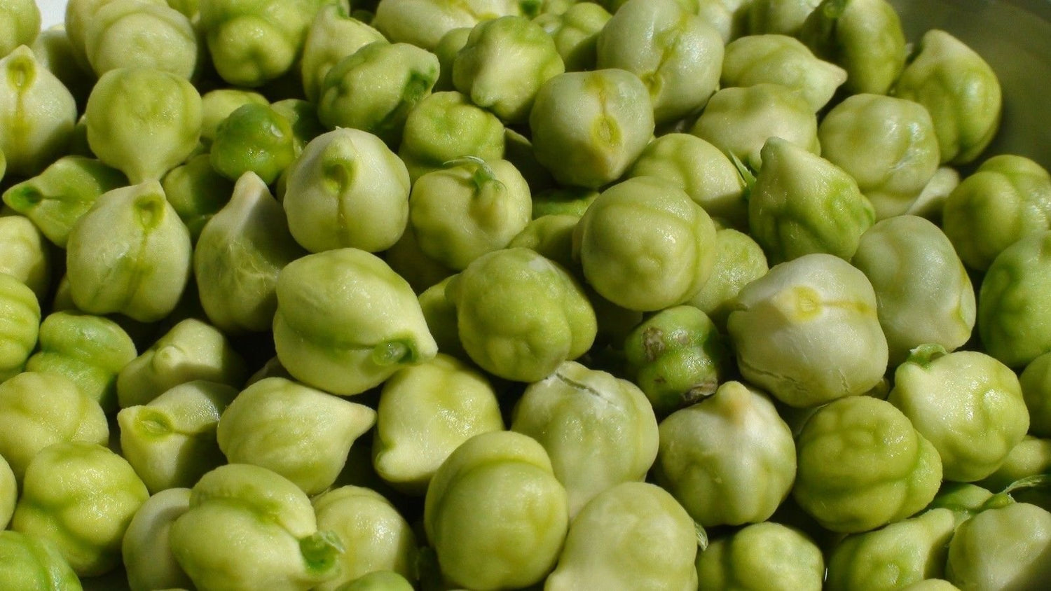 Chickpeas Plant Seed, (100 Seeds) A.k.a Garbanzo Beans, Gram, Easy to Grow, Organic