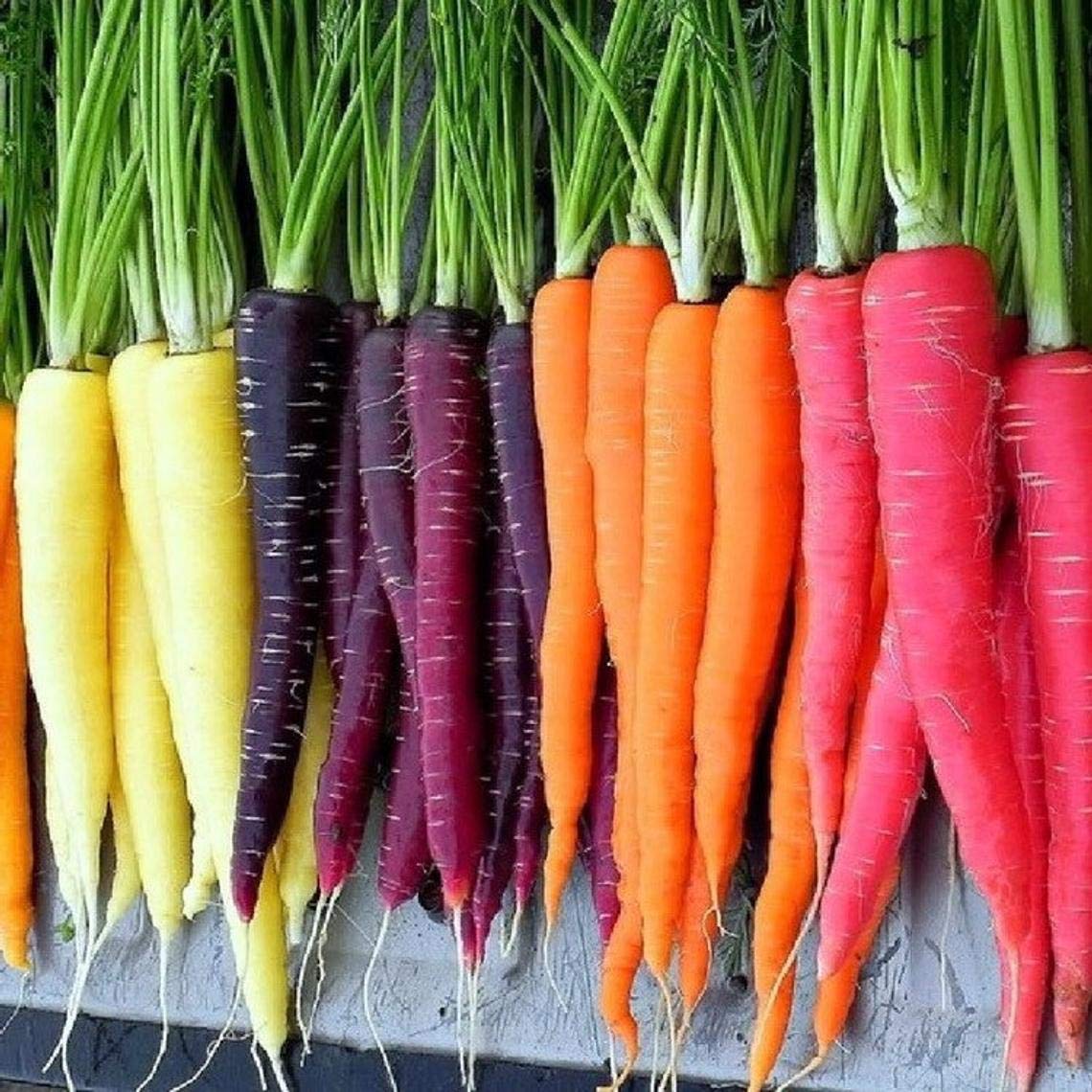 500+ Rainbow Carrot Seeds to Grow - Colorful Blend of Exotic Colored Carrots. Edible Vegetables. Made in USA