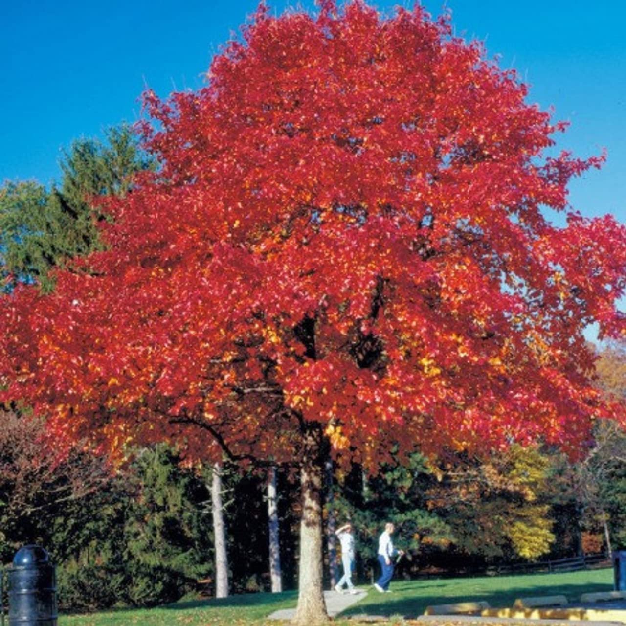 Red Oak Tree Seedlings for Planting | Live Tree Seedlings (2 Trees) - No Ship to California