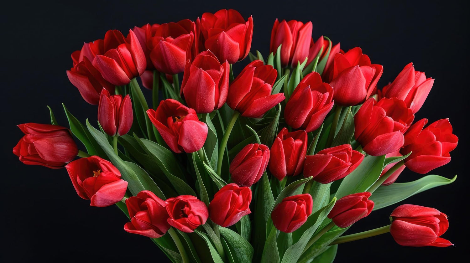 10 "Red Wedding Tulip Bulbs for Planting - Easy to Grow Perennial Tulip Flower Bulbs - Stunning Color (10 Bulbs)