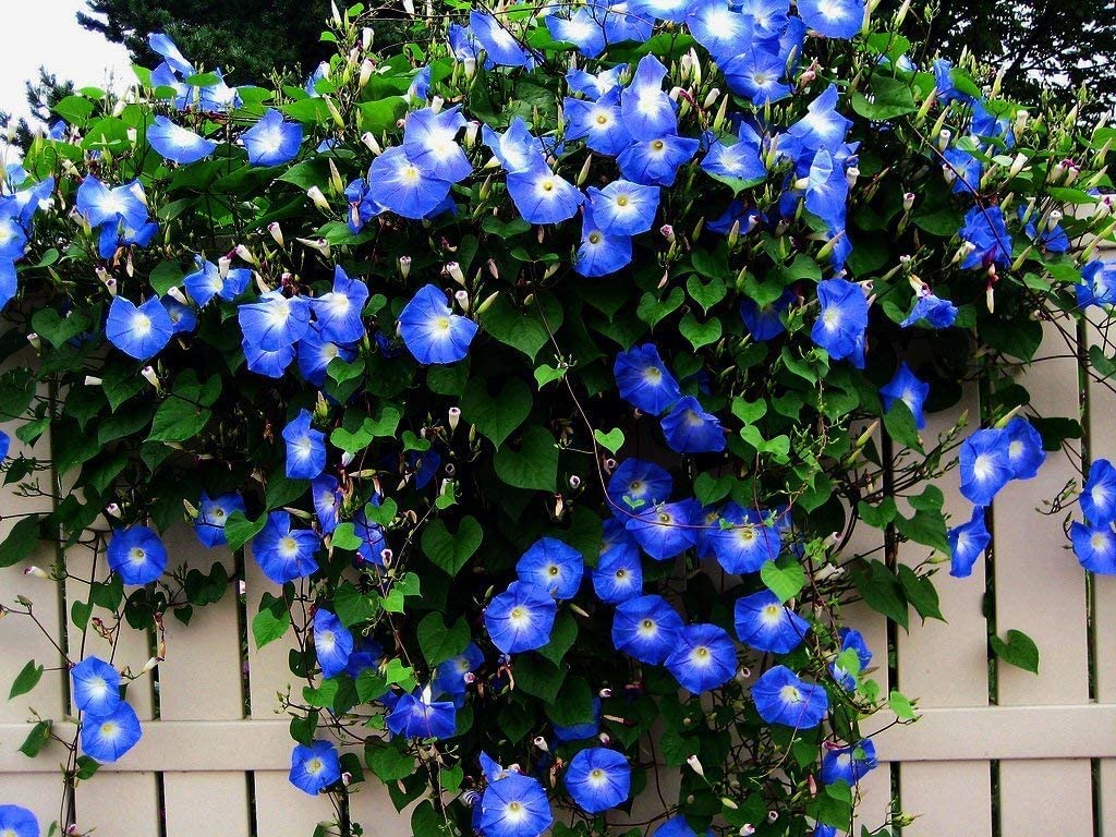 300+ Blue Morning Glory Vine Seeds | Beautiful Climbing Vine, Blue Flowers