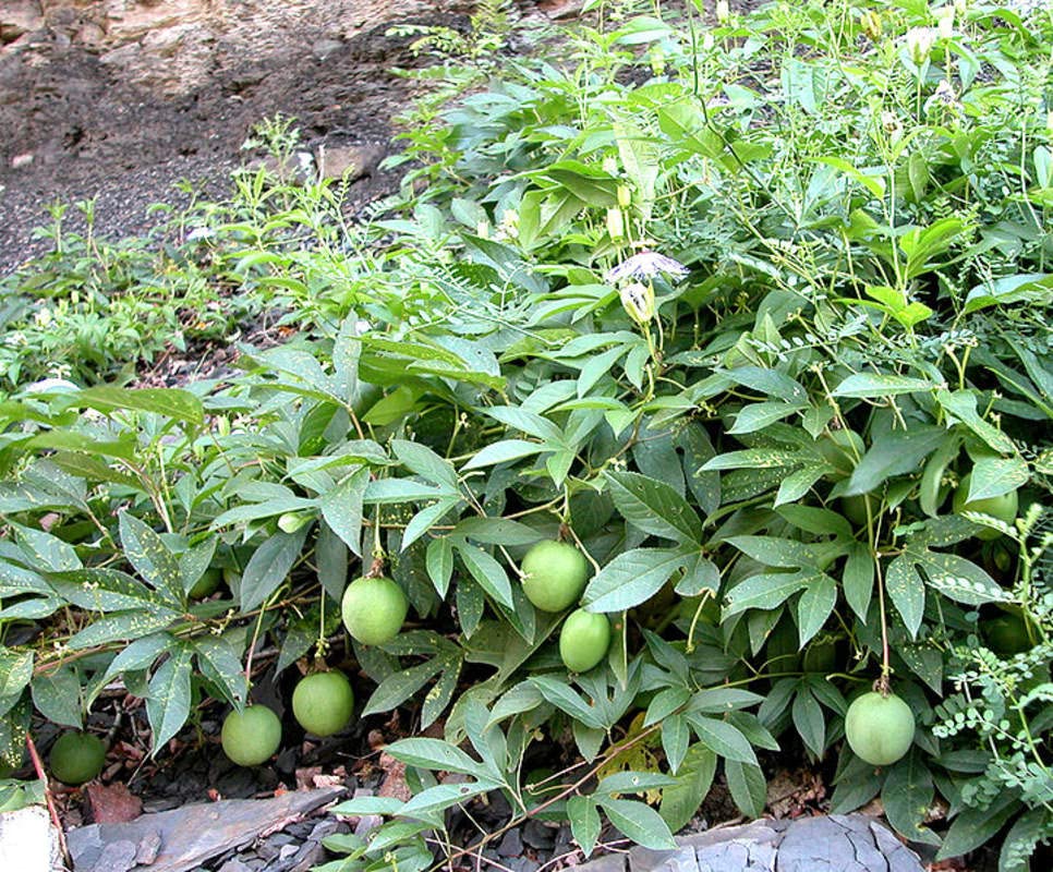 Wild Apricot Seeds - 30 Seeds - Wild Passion Flower