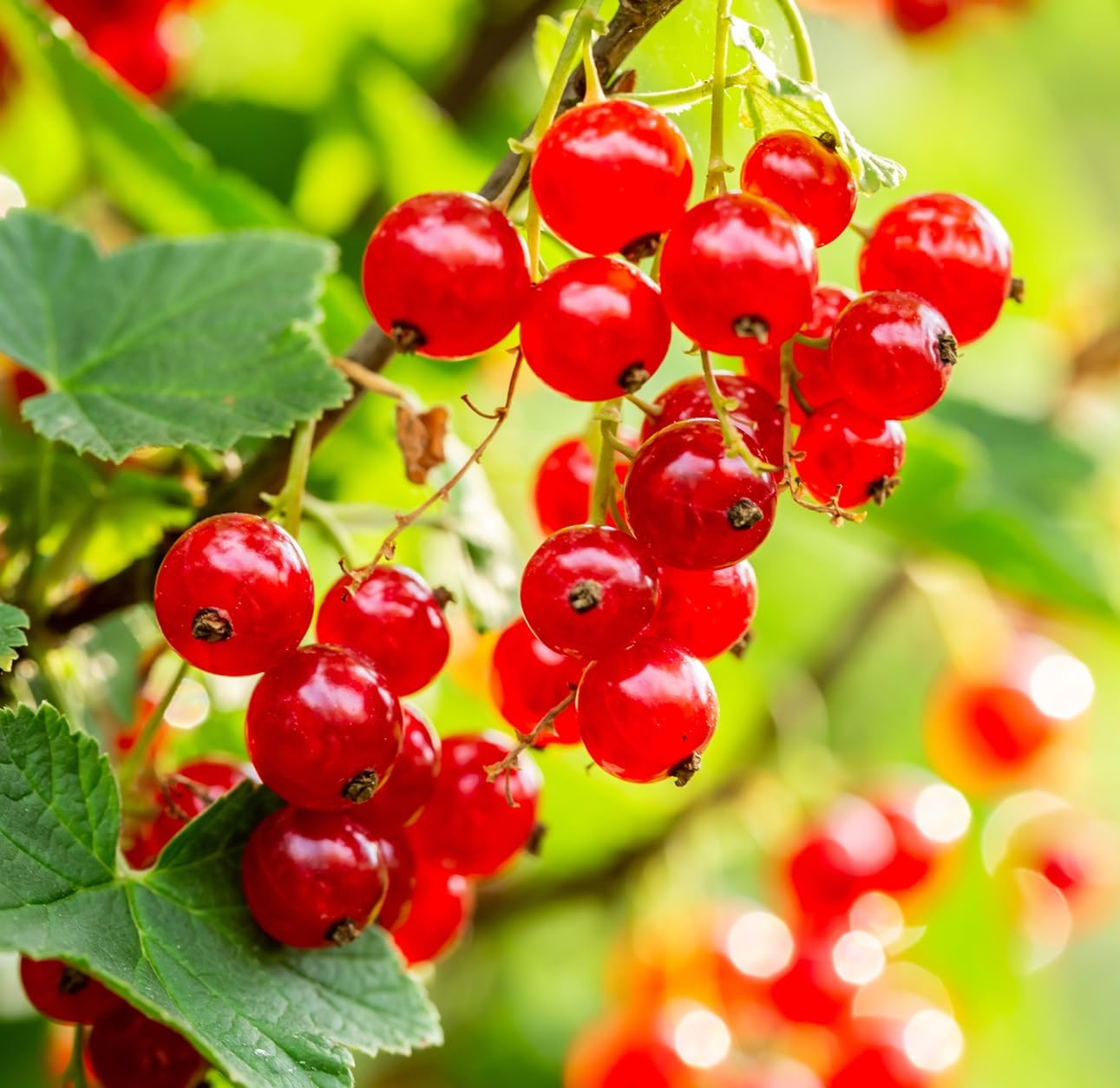 Red Currant Berry Plant Seedlings to Grow (Red Perfection) Easy to Grow - Tasty and Healthy Fruits