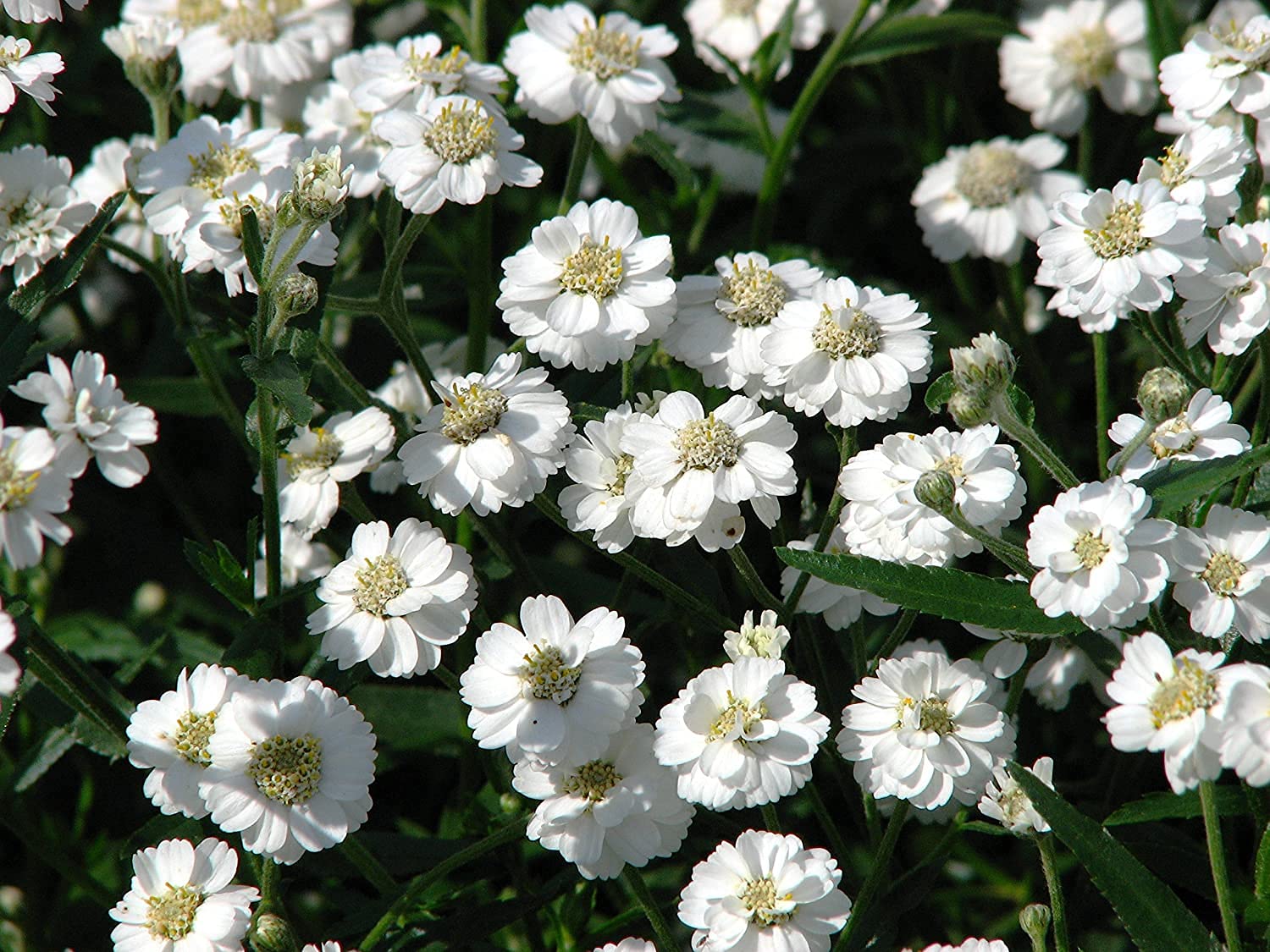 Sneezewort Seeds for Planting (200 Seeds) - Ships from Iowa, USA