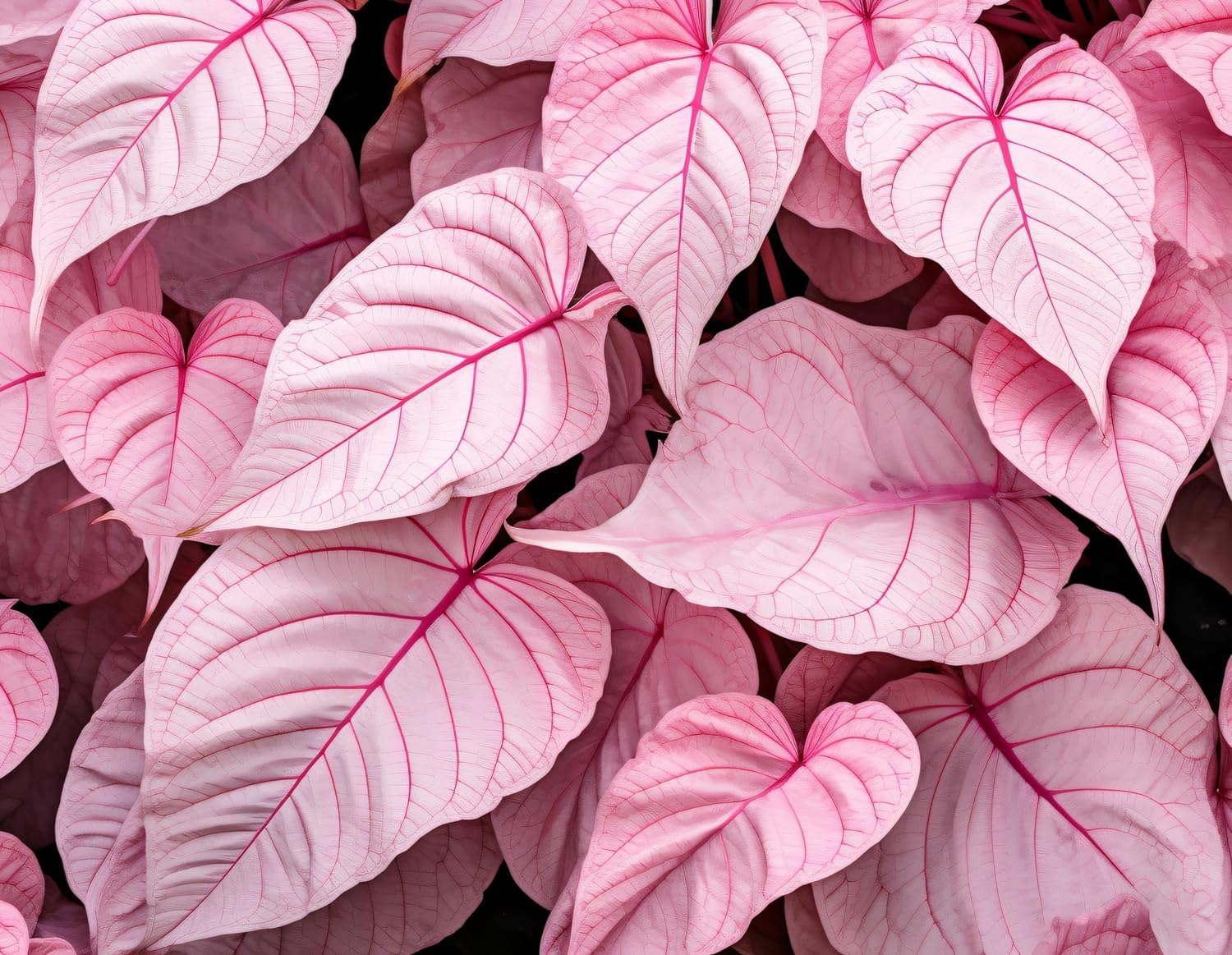6 Pinky Swear Caladium Bulbs for Planting - Perennial Hosta, Elephant Ears, Fancy (6 Bulbs)