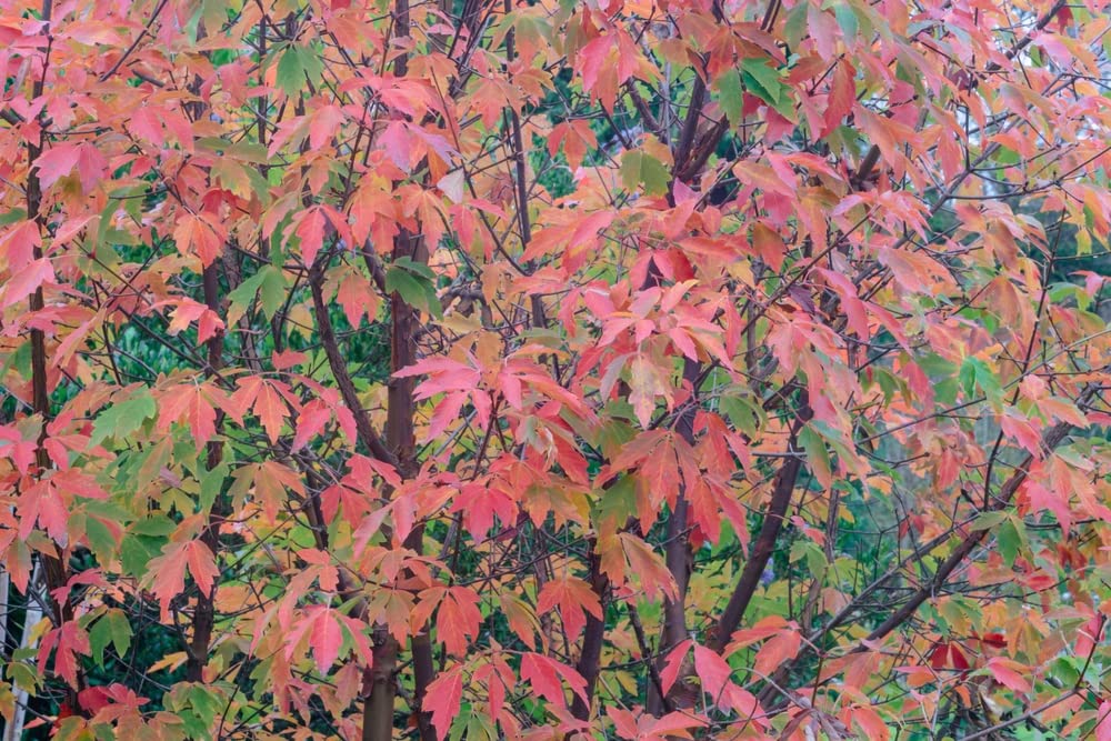 Snake Bark Maple Tree Seeds for Planting (30 Seeds) - Acer capillipes