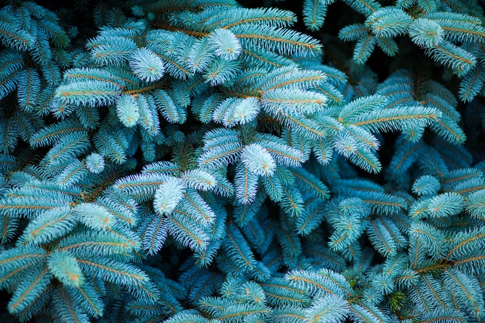Colorado Blue Spruce Seedlings for Planting - Picea pungens - Evergreen Tree with Blue Leaves