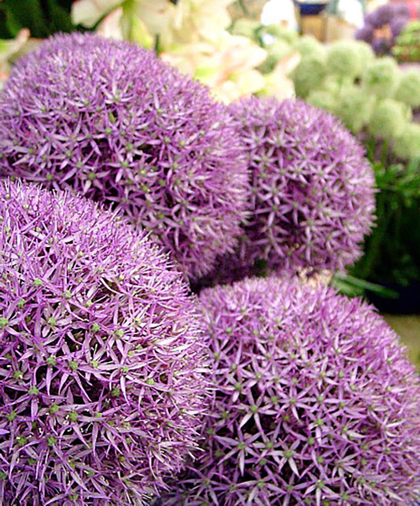 Pinball Wizard Allium - Flowering Onion - 1 Bulb - 20/+ cm Bulb