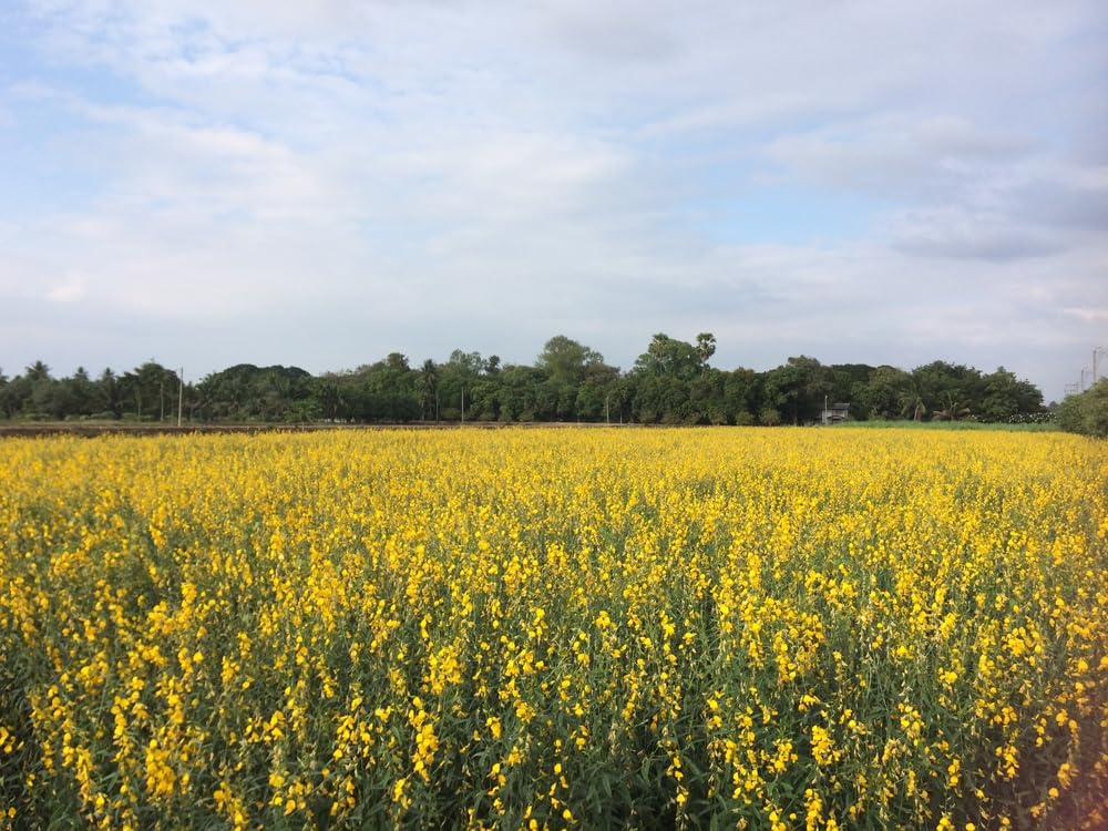 Sunn Hemp for Planting, Fast-Growing and Establishes Rapidly, Deer Food Plot, Great for Erosion Control, Soil Improvement and as a Cover Crop - Sunnhemp Seeds