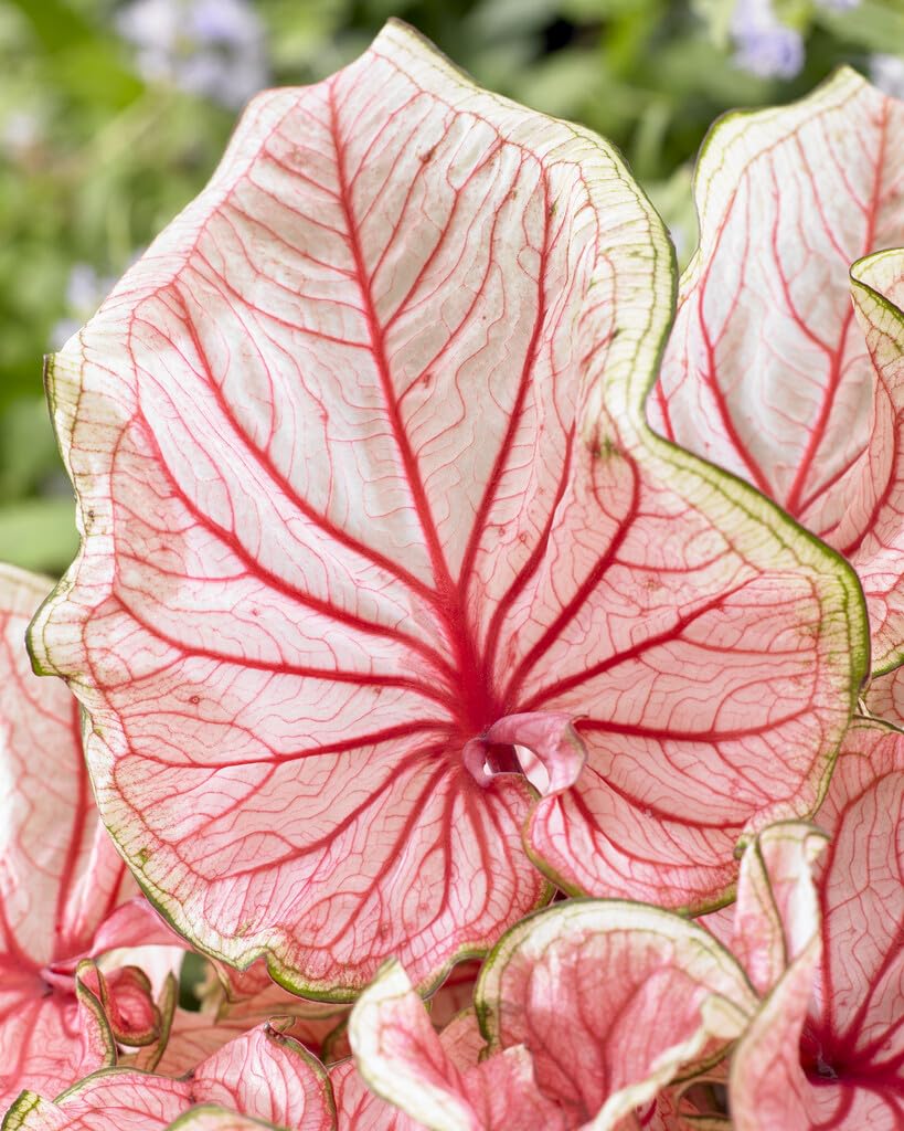 10 Florida Sweetheart Caladium Bulbs for Planting - Perennial Hosta, Elephant Ears, Fancy (10 Bulbs)