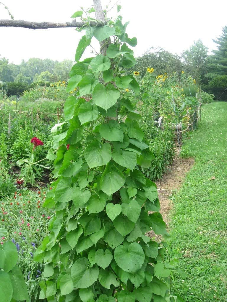 Kentucky Pole Bean Seeds for Planting | 50+ Seeds + | Non-GMO, Heirloom Seeds, Grow Your Own Food | Vegetable Seeds for Planting