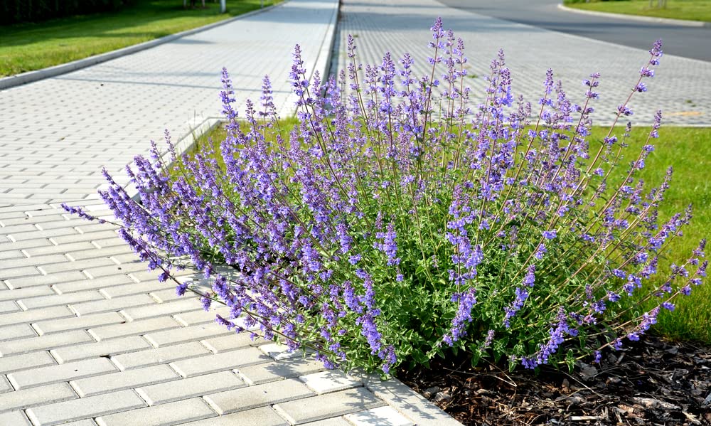 Blue Steel Sage Seeds for Planting - 50 Seeds - Easy to Grow