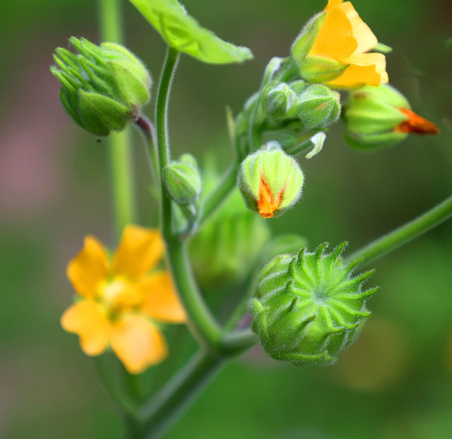 Velvetleaf Plant Seeds for Planting - 50 Seeds - Button Bush Plant - Abutilon theophrasti Velvet Leaf