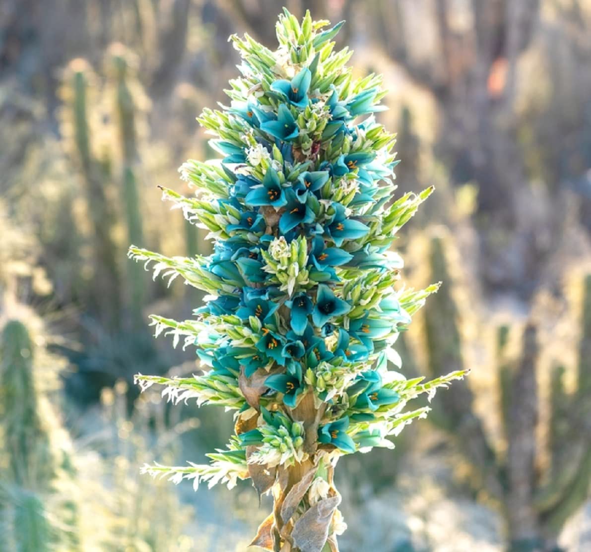 20 Sapphire Tower Seeds for Planting - Rare Flowering Cactus