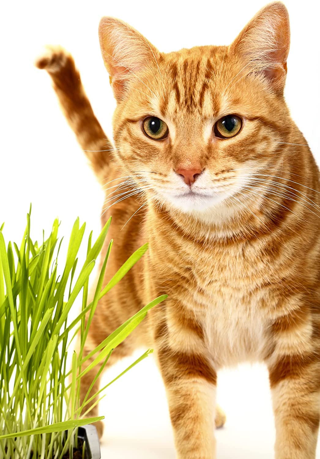 Catgrass Seeds for Sprouting - Hard Red Winter Wheat, Non-GMO, High Germination Wheatgrass