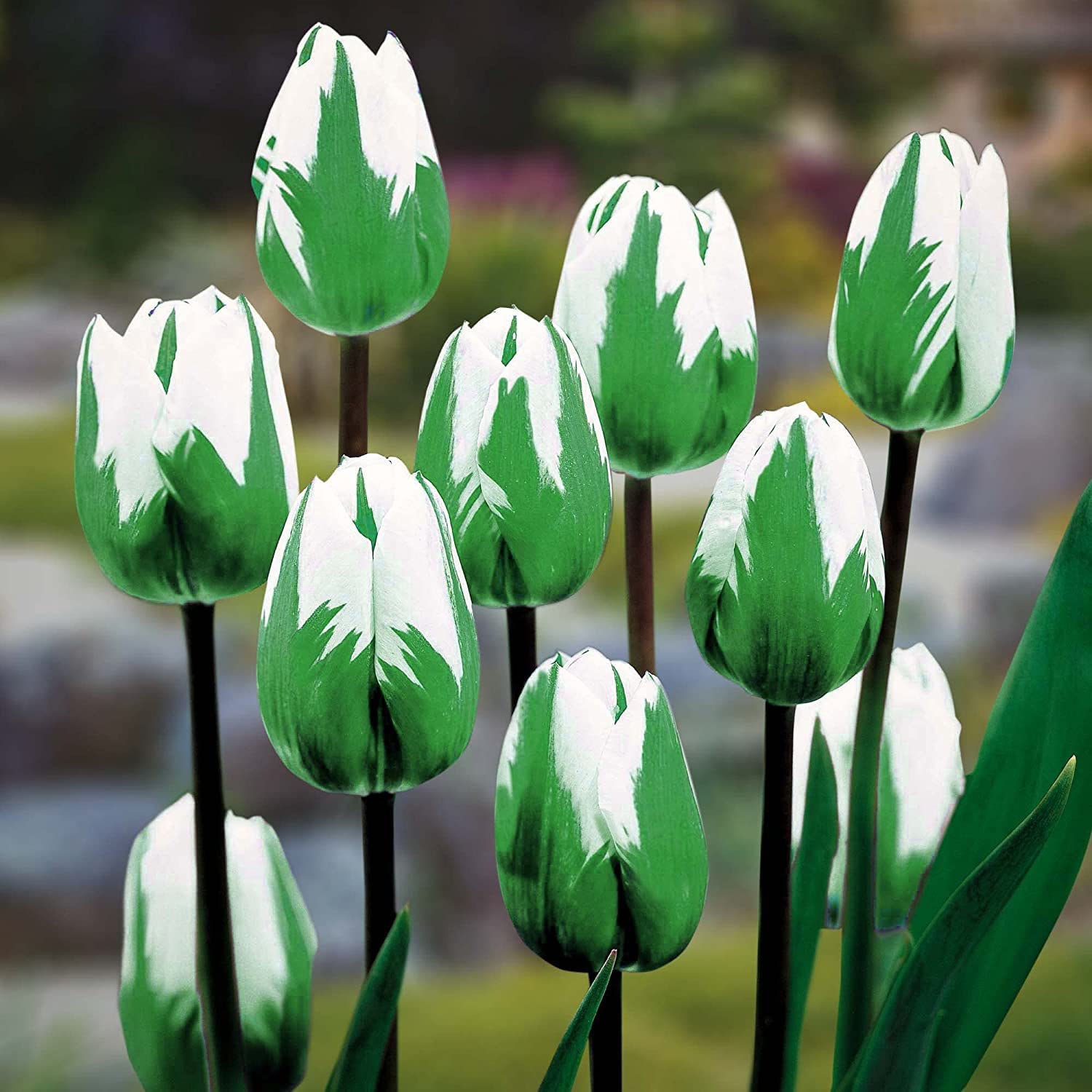 "Spring Green" Rembrandt Tulip Bulbs - Fresh Bulbs to Grow - Ships from Iowa, USA