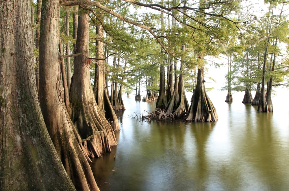 Bald Cypress Tree Seedlings for Planting | No Ship to California | Baldcypress Trees