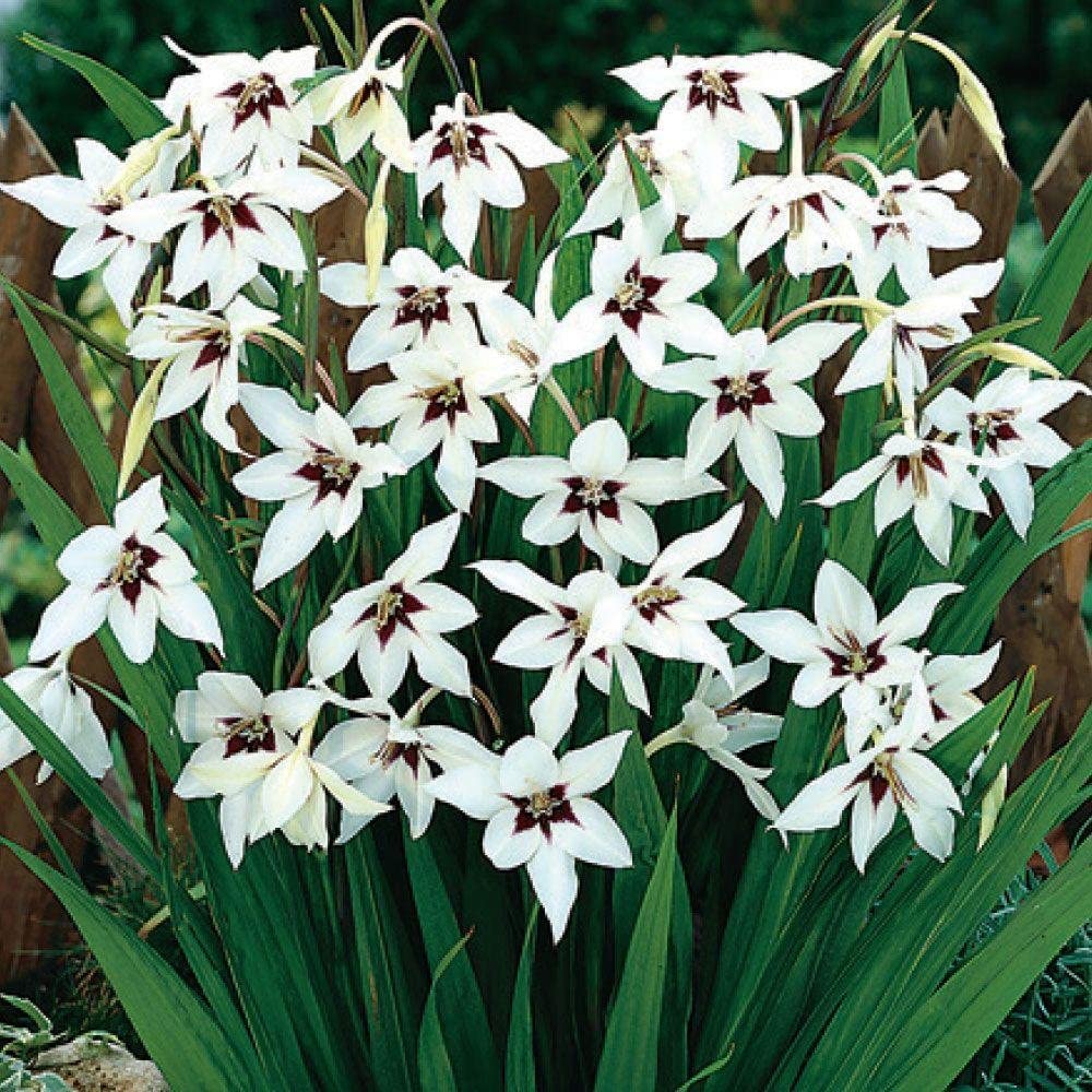 Peacock Orchid Bulbs - Gladiolus acidanthera