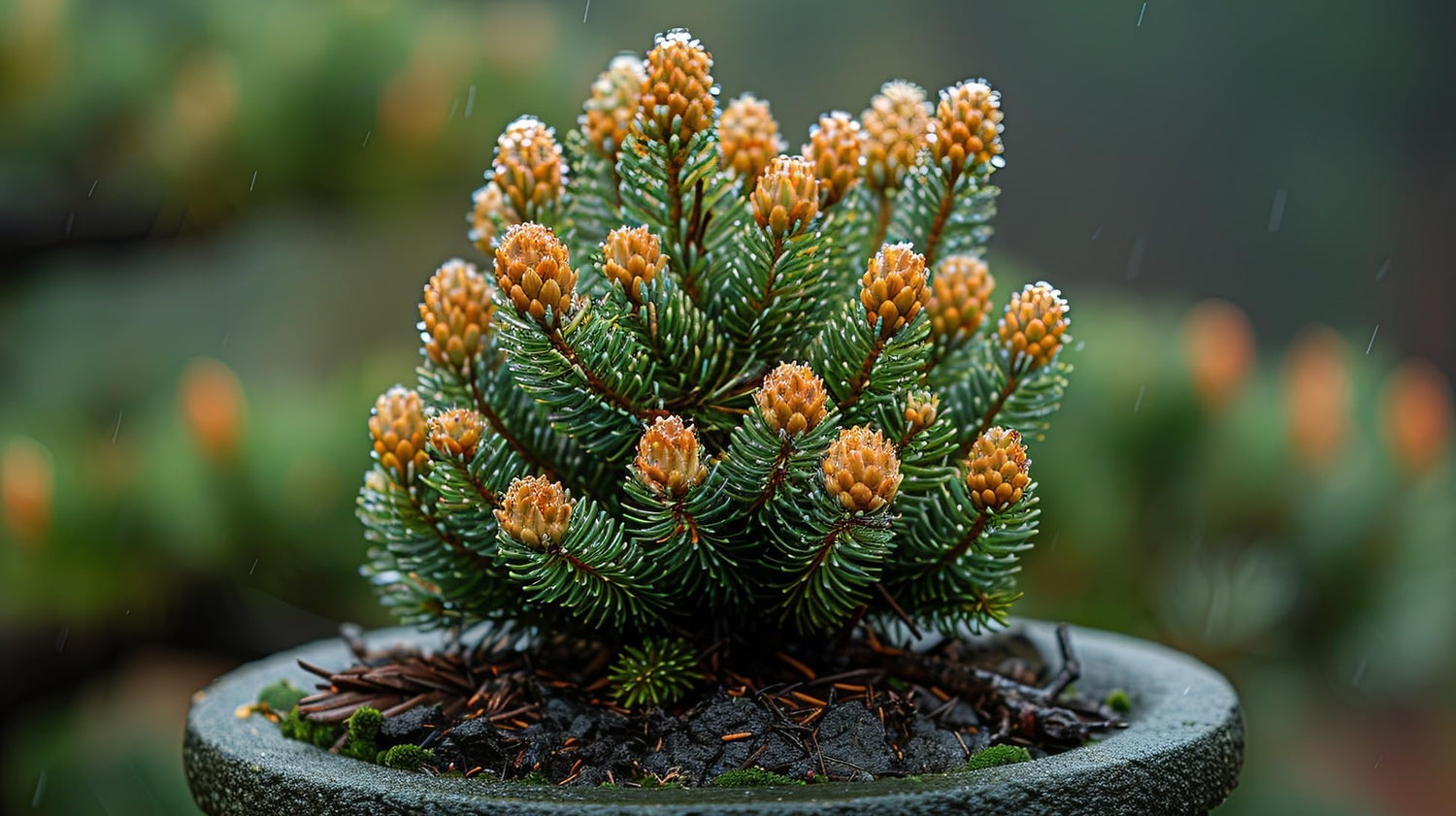 Korean Fir Bonsai Tree Seeds (30 Seeds